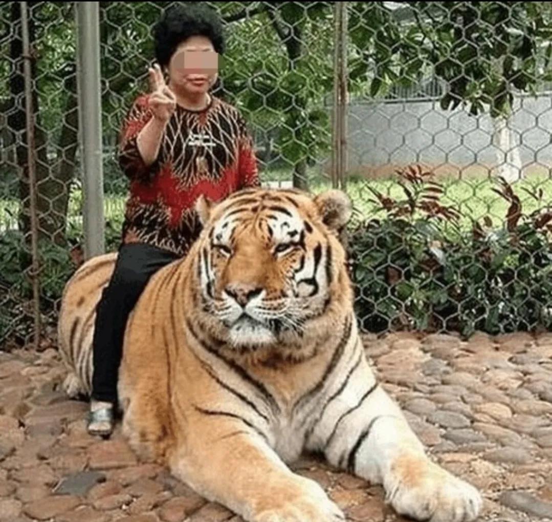景区骆驼被轮番棒打屈膝求饶,网友呼吁拒绝动物表演