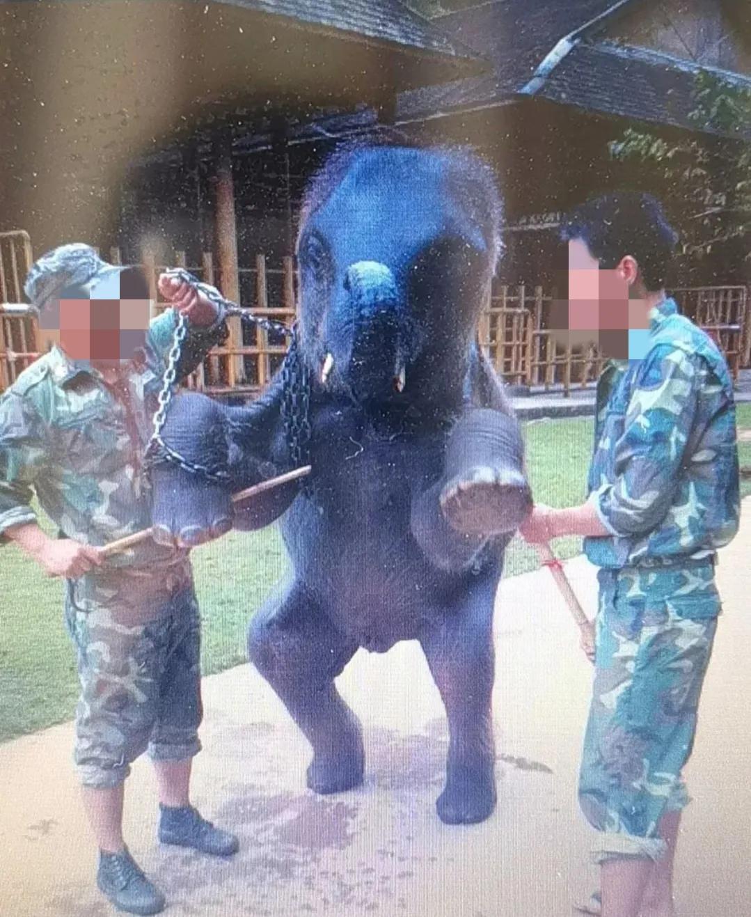 景区骆驼被轮番棒打屈膝求饶,网友呼吁拒绝动物表演