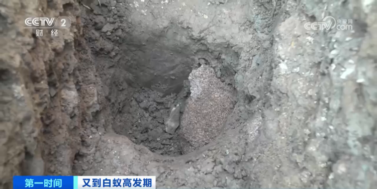 浙江一大坝挖出生长十几年白蚁后,大坝挖出超百万只白蚁