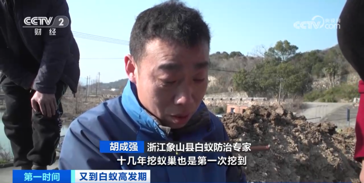 浙江一大坝挖出生长十几年白蚁后,大坝挖出超百万只白蚁