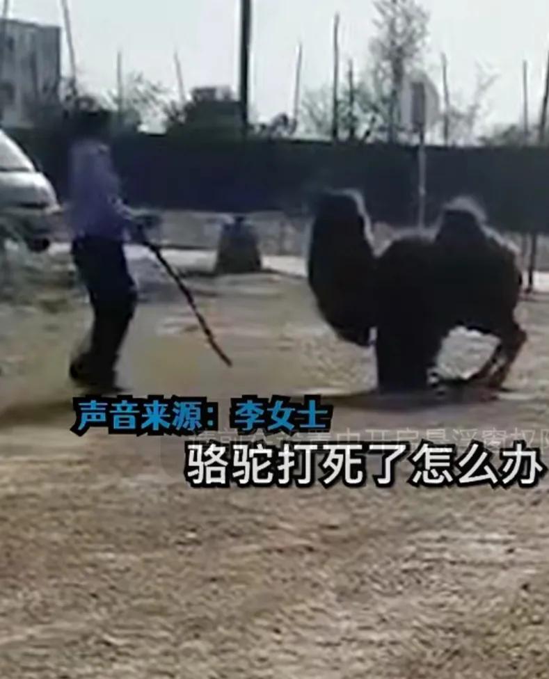 景区骆驼被轮番棒打屈膝求饶,网友呼吁拒绝动物表演