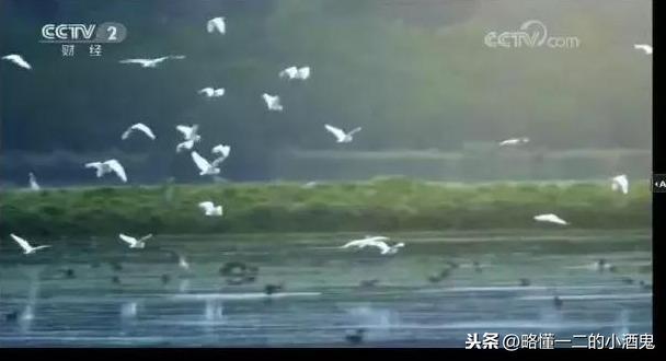 双沟绵柔大瓶42度价格表 双沟绵柔大曲42度浓香型价格